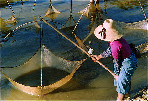 113187-00787 傣族妇女捕鱼